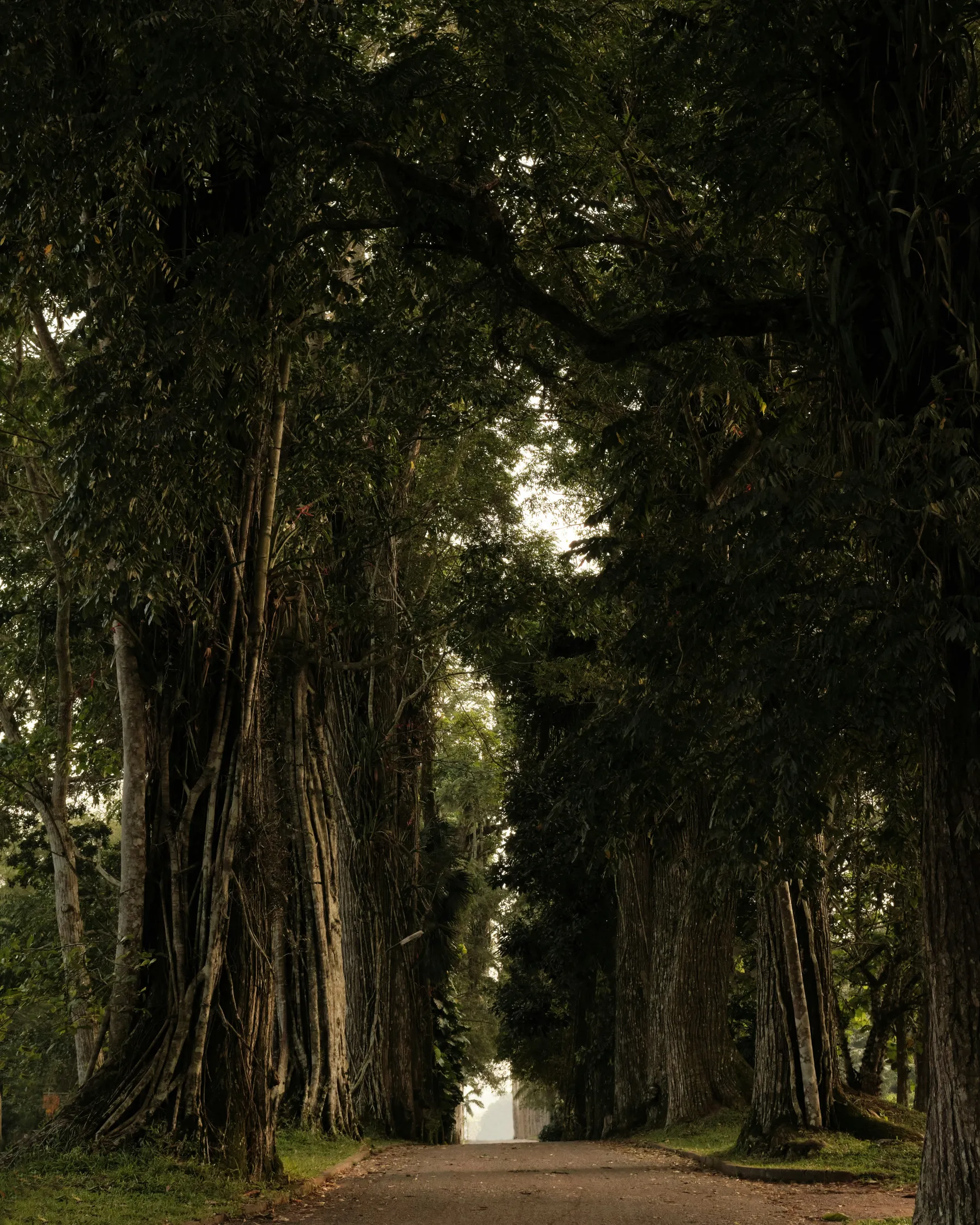 Aburi Botanical Gardens